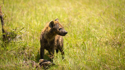 A spotted hyena (Crocuta crocuta) with kill, hyena eating eland, Mara Naboisho Conservancy, Kenya.