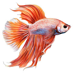 Fighting Fish watercolor cutout isolated on transparent background PNG