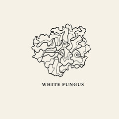 Line art white fungus illustration © Maria