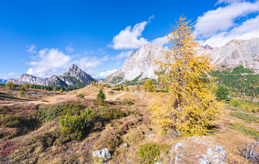 Scenic view of a golden larch tree in the mountain landscape near the Falzarego Pass in the...
