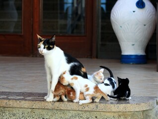 Street cat and its six cute kittens in Egypt. Kittens  breastfed by its mother cat.