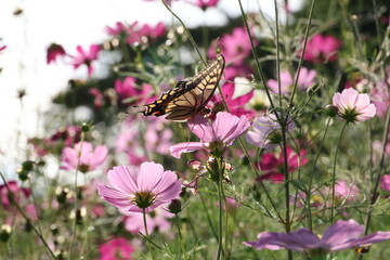 Cosmos and butterfly