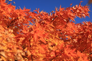紅葉