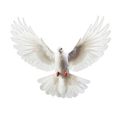 Fototapeta premium White Dove in Flight Isolated on Transparent or White Background, PNG