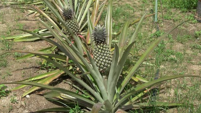 Zoom view of pineapple (Ananas Comosus) is a tropical plant with an edible fruit and is the most economically significant sort in the family Bromeliaceae and popular food all over the world 4k quality