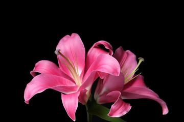 Beautiful pink lily flowers on black background, closeup - obrazy, fototapety, plakaty