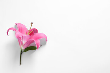 Beautiful pink lily flower on white background, top view. Space for text