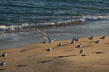 Seagulls relaxing on a sandy beach during sunset