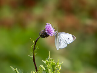 Kohlweisling (Pieris brassicae) an Kratzdiestelbl&uuml;te  (Cirsium sp.)
