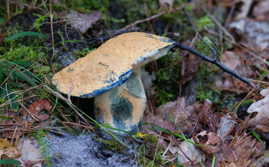 Kornblumenr&ouml;hrling (Gyroporus cyanescens)