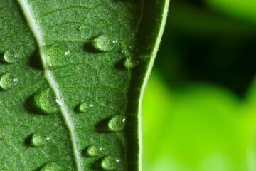 Macro photo of leaf with water drops on blurred green background. Space for text