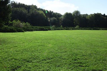 Beautiful fresh green grass on sunny day