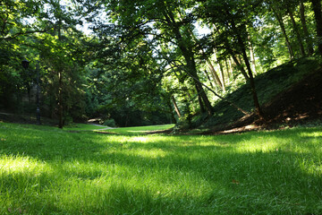 Beautiful lawn with fresh green grass among trees on sunny day, low angle view