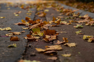 hundreds of dry leaves on the ground