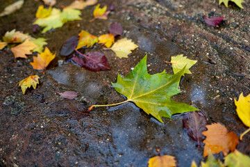 dry green, brown, yellow and violet leaves on a puddle of water