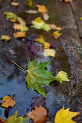 dry green, brown, yellow and violet leaves on a puddle of water