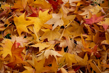 hundreds of dry leaves on some hedges