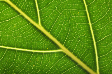 Texture of green leaf as background, macro photo