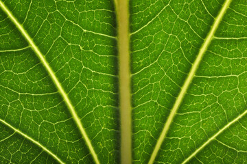 Texture of green leaf as background, macro photo
