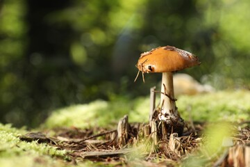 One poisonous mushroom growing in forest, closeup. Space for text
