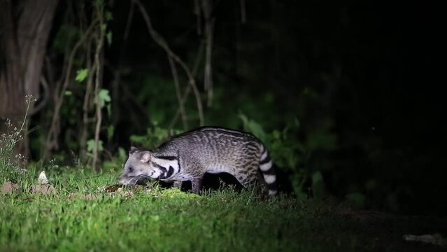 Thailand Civet Coffee is living. In the area of ​​Kaeng Krachan National Park, Phetchaburi, Thailand
