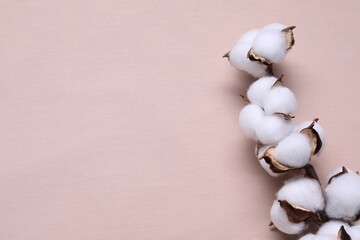 Cotton branch with fluffy flowers on beige fabric, top view. Space for text