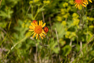Flowering wild Linen flower in mountain