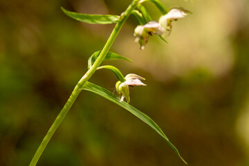 Broad-Leaved Helleborine (Epipactis helleborine) in to wild