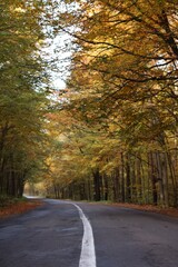 Beautiful view of asphalt road going through autumn forest