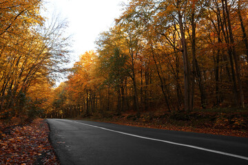 Obraz premium Beautiful view of asphalt road going through autumn forest