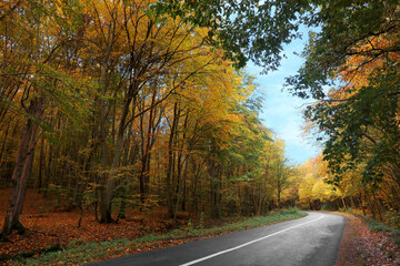 Obraz premium Beautiful view of asphalt road going through autumn forest