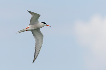 Common Tern (Sterna hirundo) in flight