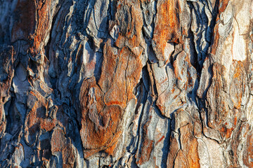 Rough texture of the tree bark is revealed in closeup.  Natural mosaic background