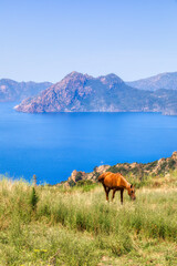 Horse Grazing in a Field Just outside Piana on Corsica, France