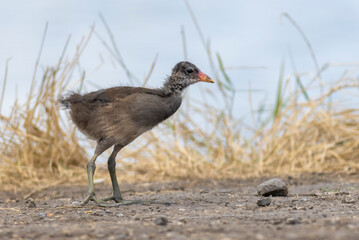 Young Water Rail (Rallus aquaticus) watching in camera
