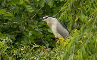 Black-crowned Night Heron in breeding colony