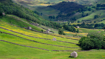 Traditional dry-stone walls and barns in the farmland of the Yorkshire Dales in northeast England.
