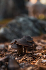 Macrofotografía de setas silvestres en Guadarrama