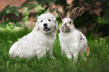 cute golden retriever puppy posing outdoors with a bunny