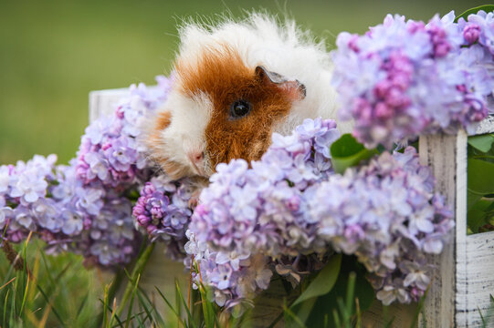 beautiful lunkarya guinea pig posing outdoors with lilac flowers
