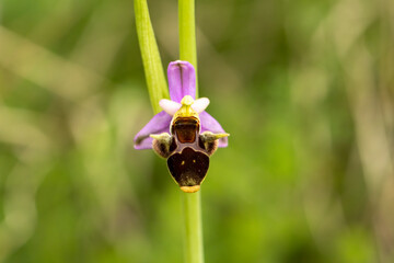 Horned Woodcock Orchid (Ophrys cornuta)