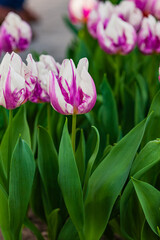 fresh tulips  in the garden