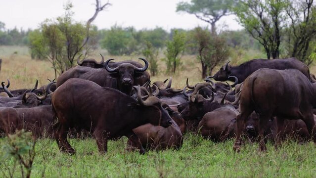 Herd of African buffalo resting in green grass
