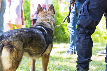Police dog K9 canine German shepherd with policeman in uniform on duty, blurred people in the background. Search, rescue or guard dog concept.