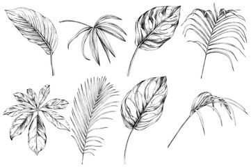 Exotic tropical hawaiian summer. Palm beach tree leaves. Black and white engraved ink art. Isolated leaf illustration element on white background.