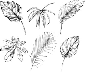 Exotic tropical hawaiian summer. Palm beach tree leaves. Black and white engraved ink art. Isolated leaf illustration element on white background.