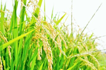 白背景に屋外で育って垂れた秋の金色の稲の穂