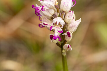 Wild flower Monkey Orchid (Orchis simia) in natural habitat