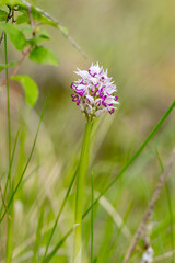 Wild flower Monkey Orchid (Orchis simia) in natural habitat