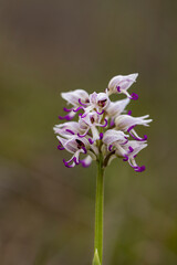 Obraz premium Wild flower Monkey Orchid (Orchis simia) in natural habitat